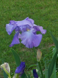 Purple Iris, Georgia, April 17, 2013