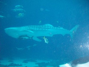 Whale Shark, Georgia Aquarium, Atlanta, July 9, 2013