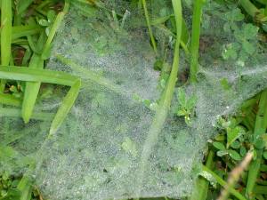 Dewey Spider Web Close-up, July 2013, Snellville, Georgia