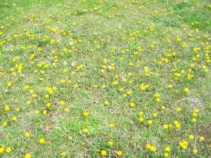 The Yard with the Most Dandelions in my Neighborhood! (Michele Babcock-Nice, March 23, 2015)