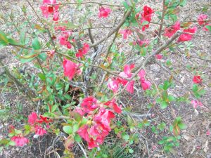 First Azalea to Flower in my Neighborhood this Year (Michele Babcock-Nice, March 23, 2015)